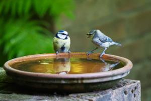 Vogels in gesprek